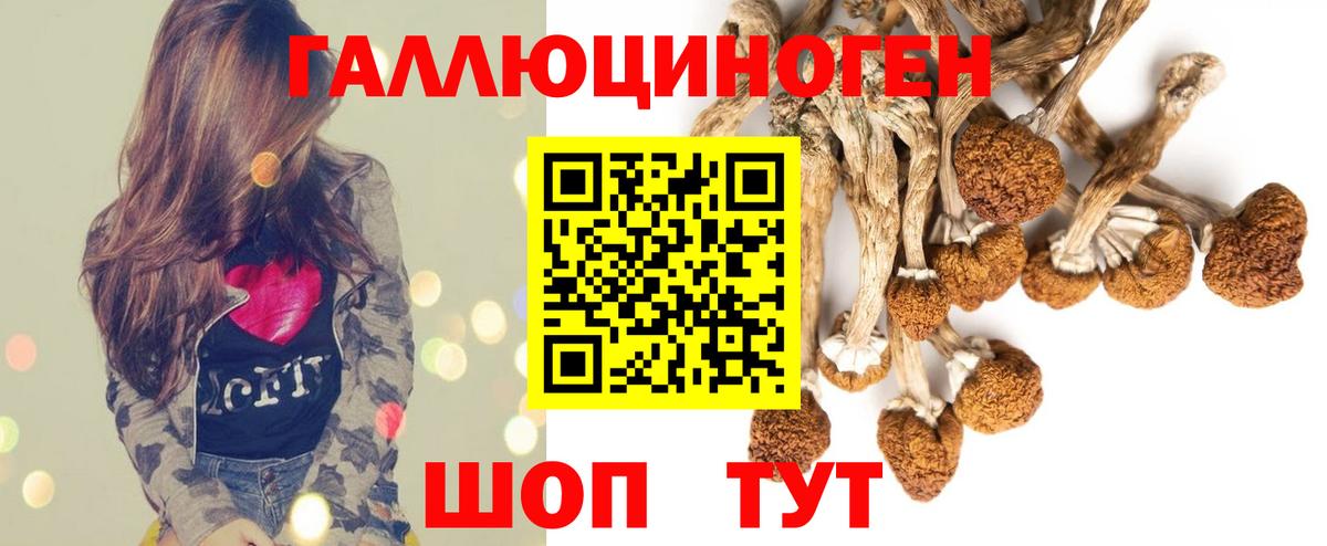 Псилоцибиновые грибы Psilocybine cubensis Усть-Джегута